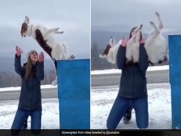 मालकिन के लिए Doggy का प्यार देख हार बैठेंगे दिल, दोनों के बीच की बॉन्डिंग की हो रही तारीफ मालकिन के लिए Doggy का प्यार देख हार बैठेंगे दिल, दोनों के बीच की बॉन्डिंग की हो रही तारीफ