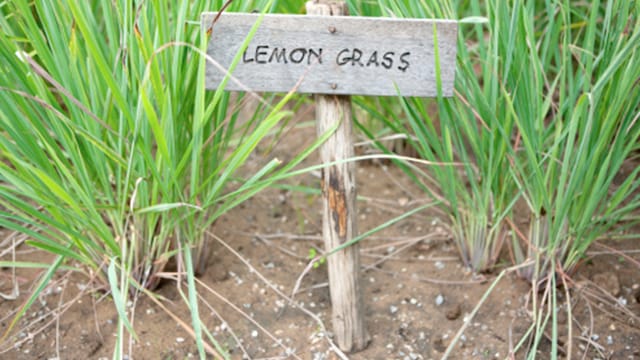 If you consume lemongrass, this herb can strengthen your immune system and protect you against illnesses