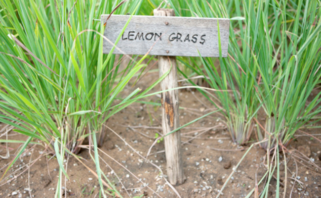 If you consume lemongrass, this herb can strengthen your immune system and protect you against illnesses