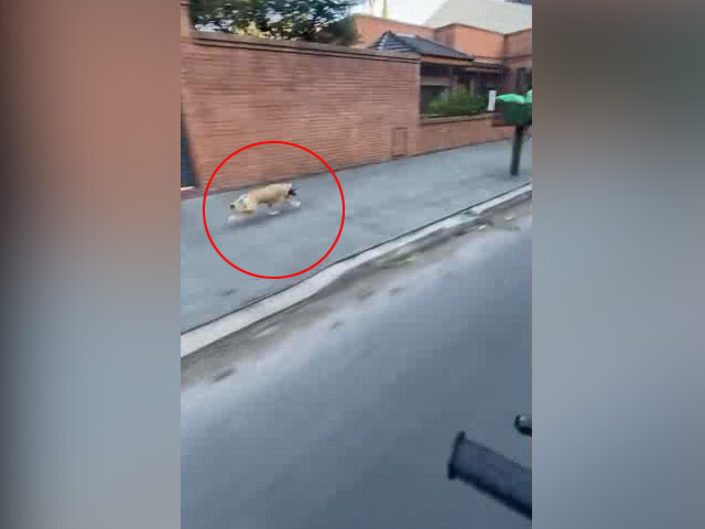 Dog Jumps Off Bike And Sprints Ahead, Internet Says "Ridiculously Fast"