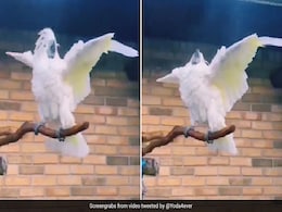क्या आपने कभी देखा है White Cockatoo का ब्रेक डांस, माइकल जैक्सन की तरह लचकाता है कमर! क्या आपने कभी देखा है White Cockatoo का ब्रेक डांस, माइकल जैक्सन की तरह लचकाता है कमर!