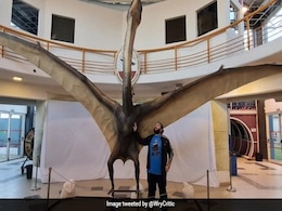 Fossils Of "Dragon Of Death" Unearthed In Argentina: Report Fossils Of "Dragon Of Death" Unearthed In Argentina: Report