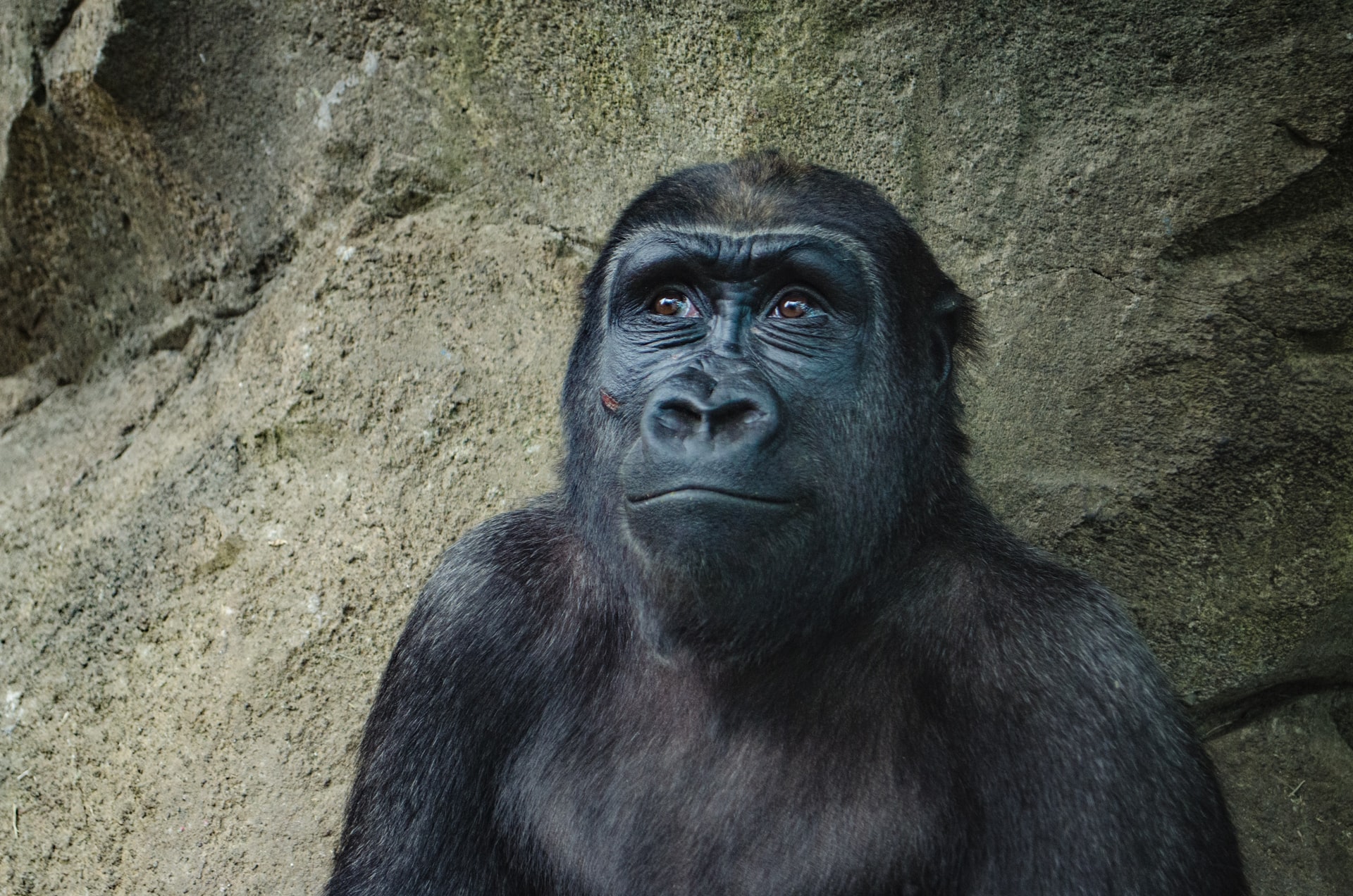 Young Chimpanzees, Human Teens Show Similar Risk-Taking Behaviour: Study