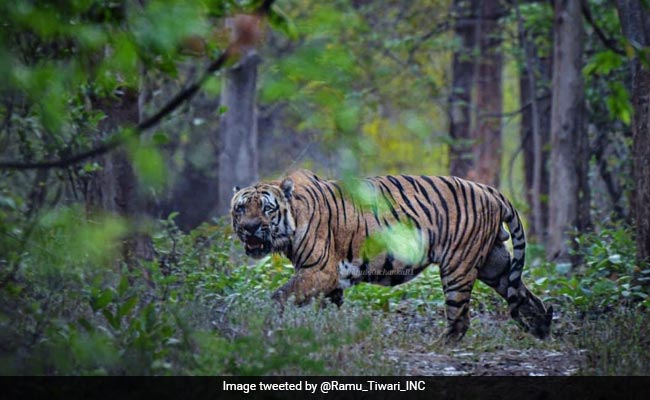 Oldest Tiger Of Maharashtra Reserve Found Dead