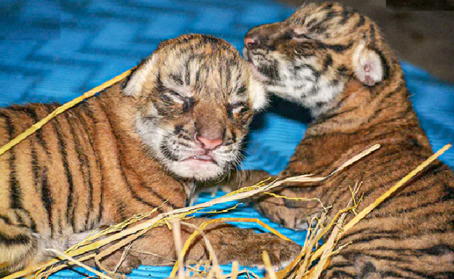 2 Orphaned Tiger Cubs Shifted To Pench Reserve For "Rewilding"