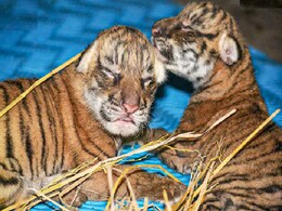 2 Orphaned Tiger Cubs Shifted To Pench Reserve For "Rewilding" 2 Orphaned Tiger Cubs Shifted To Pench Reserve For "Rewilding"