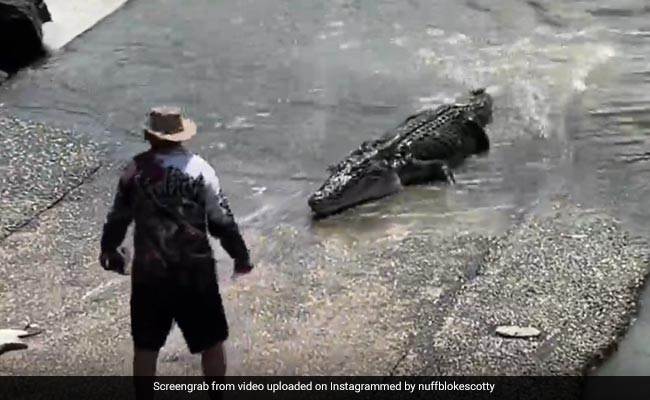 Viral Video: 4-Metre-Long Croc Was After His Son's Hat. The Man Didn't Even Flinch