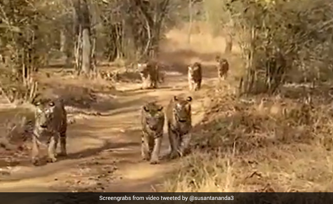 जंगल में एकसाथ घूमते दिखे बाघिन के साथ 5 बाघ, देखते ही भागने लगे टूरिस्ट, Video देख खड़े हो जाएंगे रोंगटे