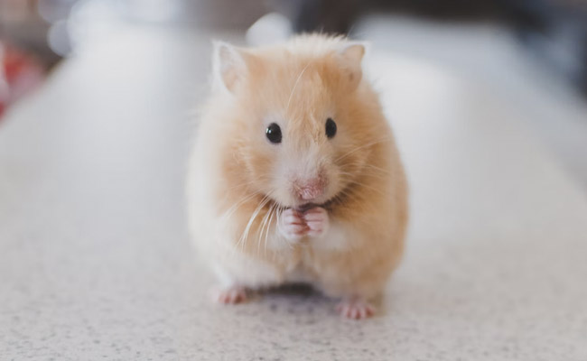Scientists Surprised After Gene-Editing Experiment Turn Docile Hamsters Hyper Aggressive: Study