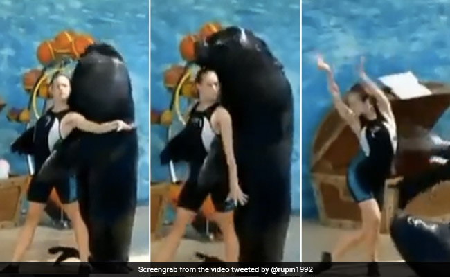 VIRAL VIDEO: कभी देखा है मछली को डांस करते? अंग्रेजी डांस स्टाइल में करती है सभी स्टेप्स फॉलो