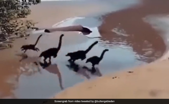 Viral Video Of "Baby Dinosaurs" On A Beach Leaves Internet Shocked