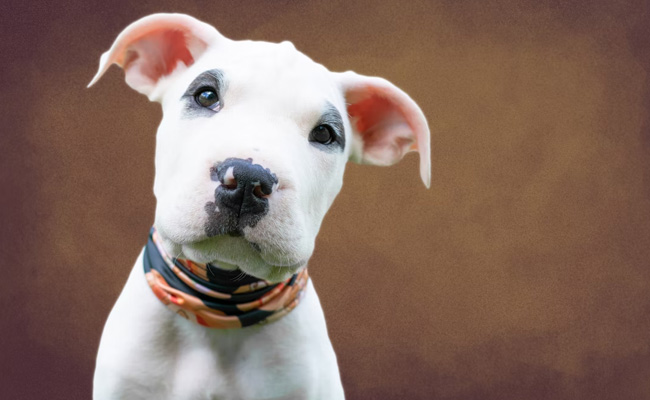 US Woman Put On Life Support After Pet Dog "Head Butted" Her While Playing