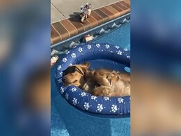 पूल में सनग्लास लगाए आराम करता दिखा कुत्ता, मालिक को हुई ये चिंता पूल में सनग्लास लगाए आराम करता दिखा कुत्ता, मालिक को हुई ये चिंता