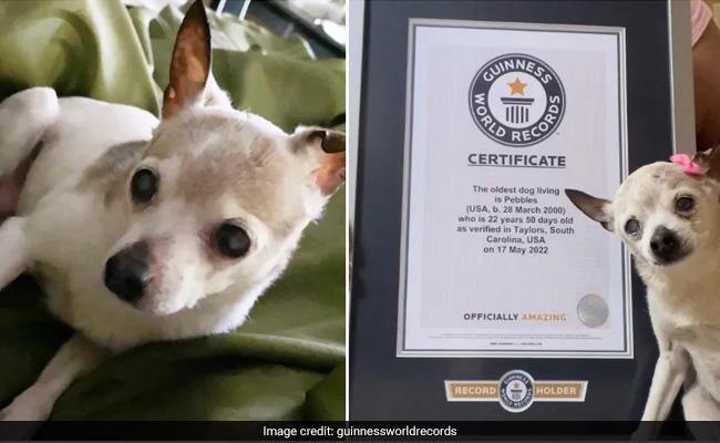 Meet Pebbles, The Fox Terrier That Is The World's Oldest Dog At 22 Years