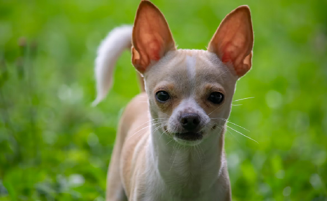 Viral Video: Dog 'Singing' Along To <i>Star Wars</i> Theme Delights Internet