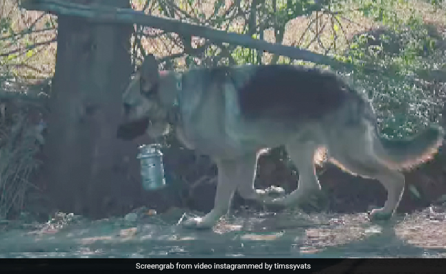 Watch: Dog Walks 2 Km To Deliver Lunch Box To His Father