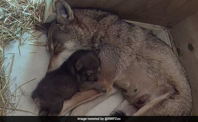 US Zoo Celebrates Birth Of Critically Endangered Red Wolf Pup