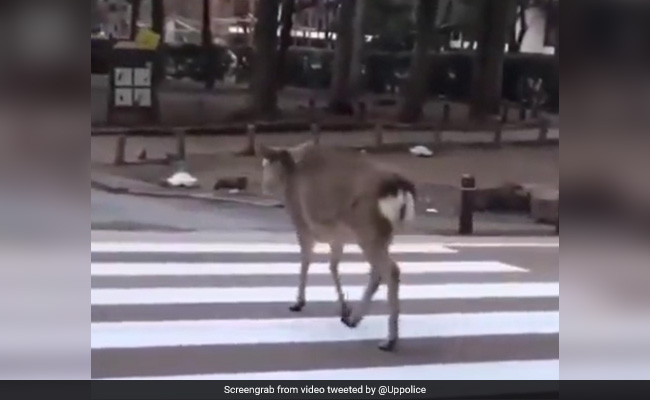 "Deer Zindagi": UP Police's Road Safety Video Praised By Internet