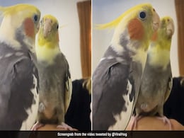 आइने के सामने म्यूजिक बजाकर अंग्रेजी गाना गाता है यह तोता, नहीं देखी होगी ऐसी जुगलबंदी आइने के सामने म्यूजिक बजाकर अंग्रेजी गाना गाता है यह तोता, नहीं देखी होगी ऐसी जुगलबंदी