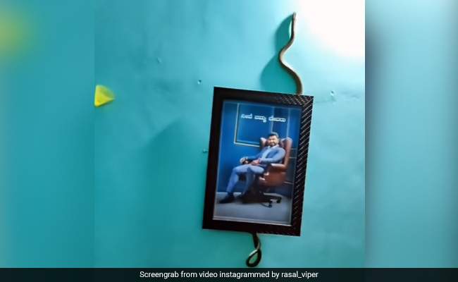 घर की दीवार पर फन फैलाए चढ़ा जा रहा था जहरीला सांप, खतरनाक Video देख कांप जाएगी रूह