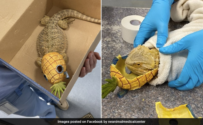 Bearded Dragon Arrives With Head Stuck In Toy, Vet Say "Cutest Patient"
