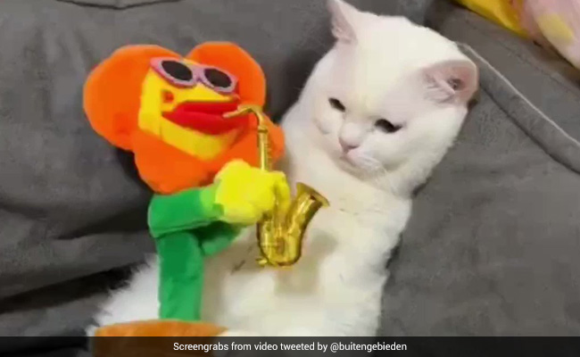 सैड कैट का वीडियो हो रहा वायरल, देख सोच में पड़ जाएंगे आप भी