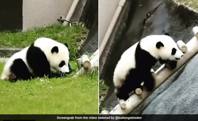 पांडा सीढ़ियों पर चढ़ रहा था, बार-बार लुढ़ककर गिर जाता था नीचे, फिर किया कुछ ऐसा, Cute अदा पर फिदा हुए लोग