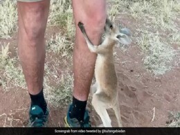 मां नहीं है, मगर मां की थैली में रहना याद है, कंगारू के बच्चे का ये वीडियो भावुक कर देगा मां नहीं है, मगर मां की थैली में रहना याद है, कंगारू के बच्चे का ये वीडियो भावुक कर देगा