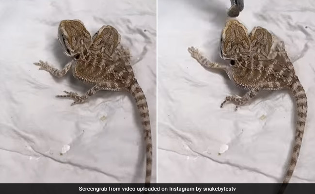 सोशल मीडिया पर रहस्य बनी दो मुंह वाली छिपकली ! VIDEO देख आंखों पर नहीं होगा यकीन