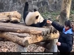 "Snack Time": Panda Woken Up By Zookeeper In Adorable Video "Snack Time": Panda Woken Up By Zookeeper In Adorable Video