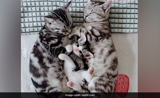 Restless Kitten Keeps Strolling In Between Sleeping Parents In Video