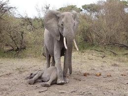 इस हथिनी ने बच्चे की खातिर शहर में मचाया बवाल, मिला बेटा तो खामोशी से लौट गई जंगल- मदर्स डे पर पढ़ें दिल छूने वाली दास्तान इस हथिनी ने बच्चे की खातिर शहर में मचाया बवाल, मिला बेटा तो खामोशी से लौट गई जंगल- मदर्स डे पर पढ़ें दिल छूने वाली दास्तान