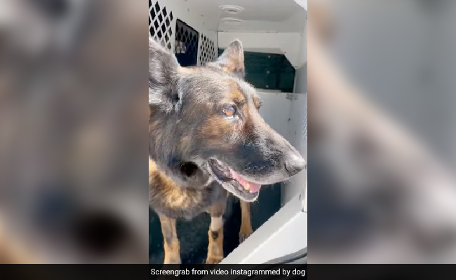 Police Dog Retires After 8 Years Of Service, Internet Says "Thank You"