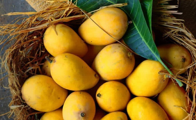 आम को खाने से पहले क्यों भिगोना चाहिए? वजह जानकर कभी नहीं खाएंगे बिना भीगा आम...