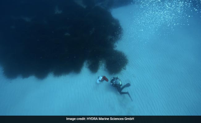 Sugar Found In Ocean Bed Equivalent to "32 Billion Cans Of Coke": Study