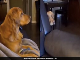 VIDEO: आराम से सोफे पर बैठा टीवी देख रहा था Doggy, अचानक दिखा कुछ ऐसा कि बन गया भीगी बिल्ली VIDEO: आराम से सोफे पर बैठा टीवी देख रहा था Doggy, अचानक दिखा कुछ ऐसा कि बन गया भीगी बिल्ली