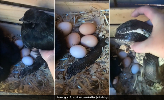 सांप और मुर्गी का यह Video देख खुली की खुली रह जाएंगी आंखें, लोग पूछ रहे हैं- 'ऐसा कैसे हो सकता है'
