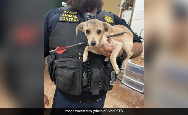 Dog Found With Arrow Through Its Neck, Animal Services Says It Has Recovered