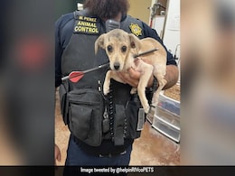 Dog Found With Arrow Through Its Neck, Animal Services Says It Has Recovered Dog Found With Arrow Through Its Neck, Animal Services Says It Has Recovered