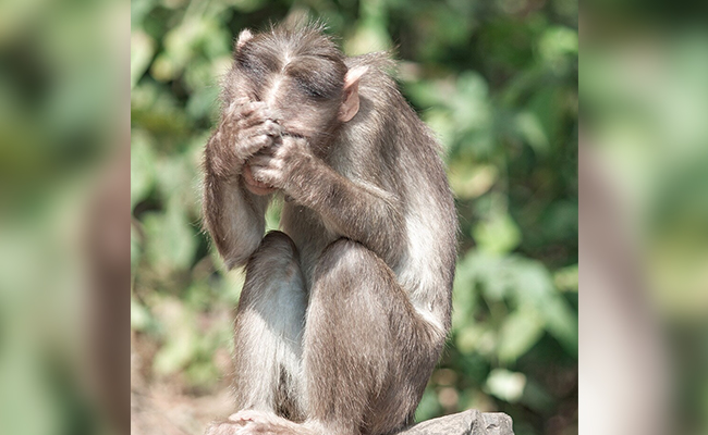 "Monkey Fled With Evidence": Rajasthan Cops To Court Hearing Murder Case