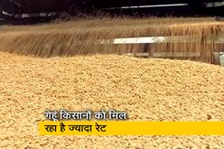 सरकारी रेट से 200 रुपये प्रति क्विंटल ज्यादा मिल रहा है किसानों को गेहूं का दाम सरकारी रेट से 200 रुपये प्रति क्विंटल ज्यादा मिल रहा है किसानों को गेहूं का दाम