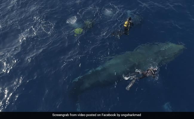 Divers Free Whale Caught In Net, Say It Gave A "Thank You Sign": Report