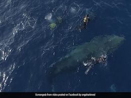 Divers Free Whale Caught In Net, Say It Gave A "Thank You Sign": Report Divers Free Whale Caught In Net, Say It Gave A "Thank You Sign": Report