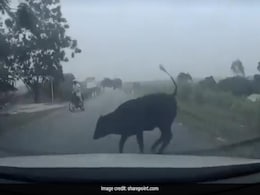 तेज रफ्तार कार के सामने अचानक आई गाय, गाड़ी से टक्कर लगते ही हवा में उड़ गई और फिर जो हुआ नहीं करेंगे यकीन तेज रफ्तार कार के सामने अचानक आई गाय, गाड़ी से टक्कर लगते ही हवा में उड़ गई और फिर जो हुआ नहीं करेंगे यकीन