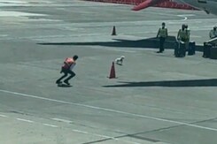 Watch: Dog Escapes Baggage Handlers, Runs Wild On Airport Tarmac Watch: Dog Escapes Baggage Handlers, Runs Wild On Airport Tarmac