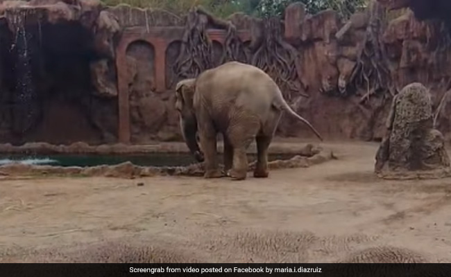 Watch: Elephant's Call For Help Saves Drowning Antelope At Zoo