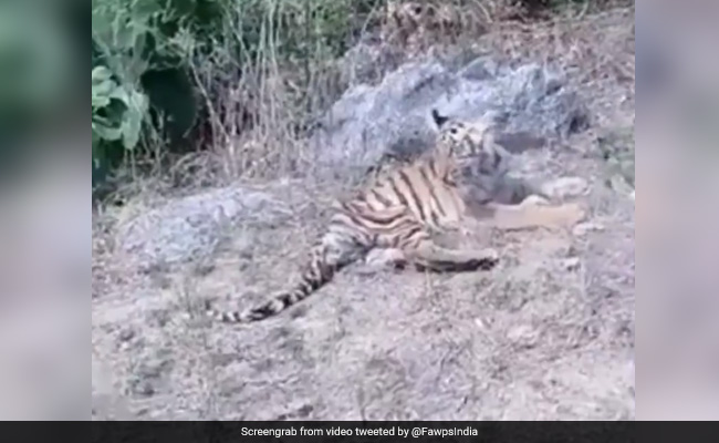 Video: Tiger Cubs Hit With Stones, Taken To Hospital After Rescue In Madhya Pradesh