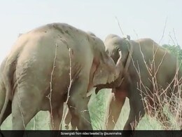 हाथियों के बीच हुई खतरनाक Fight,सामने से एक-दूसरे को मारी ज़ोरदार टक्कर, आगे जो हुआ देखकर कांप जाएगी रूह हाथियों के बीच हुई खतरनाक Fight,सामने से एक-दूसरे को मारी ज़ोरदार टक्कर, आगे जो हुआ देखकर कांप जाएगी रूह