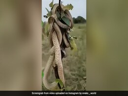 कभी नहीं देखी होगी सांपों की ऐसी लड़ाई, एक ही टहनी पर आपस में भिड़ गए गई किंग कोबरा, रोंगटे खड़े कर देगा Video कभी नहीं देखी होगी सांपों की ऐसी लड़ाई, एक ही टहनी पर आपस में भिड़ गए गई किंग कोबरा, रोंगटे खड़े कर देगा Video