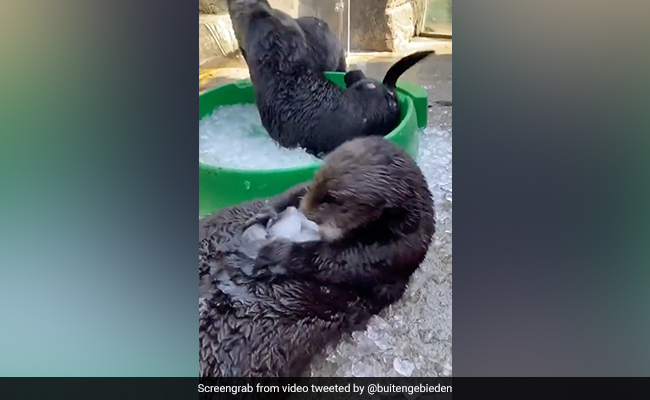 Viral Video: Adorable Otters Roll And Play With Ice